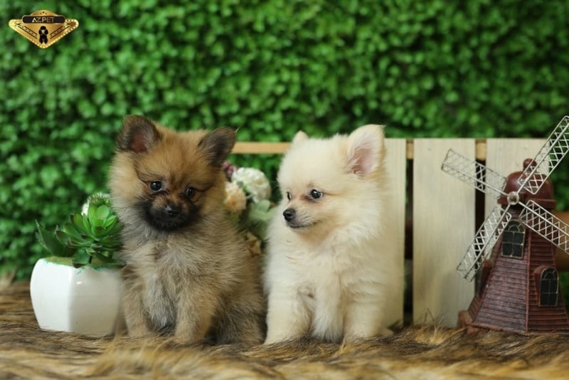 chó phốc sóc