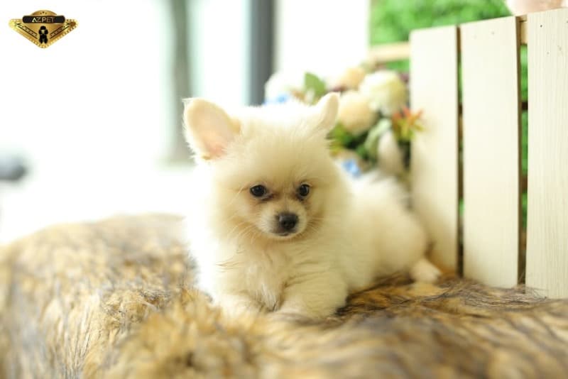 chó phốc sóc