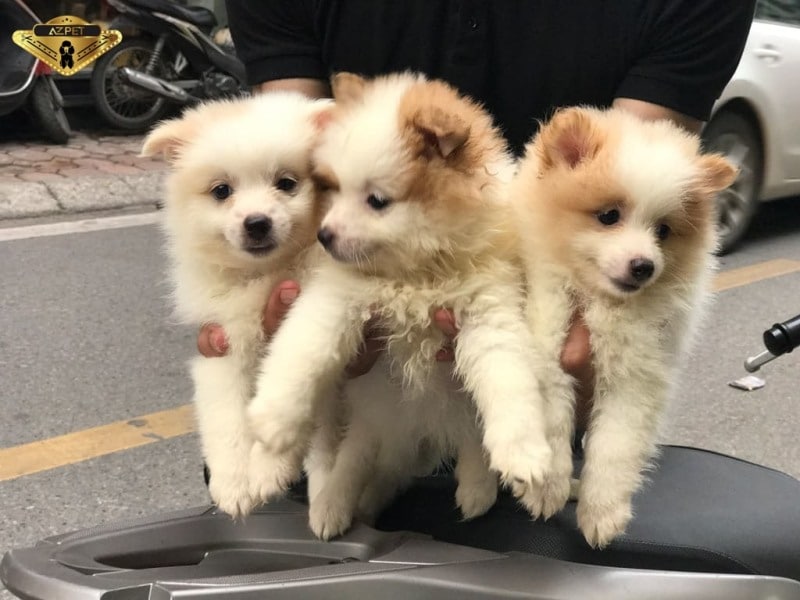 chó phốc sóc