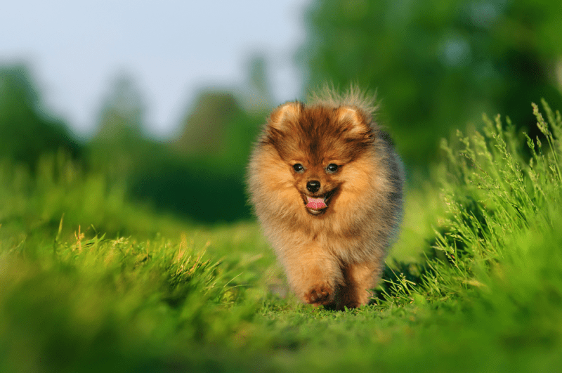 Chó nhỏ nhất thé giới - Phốc sóc