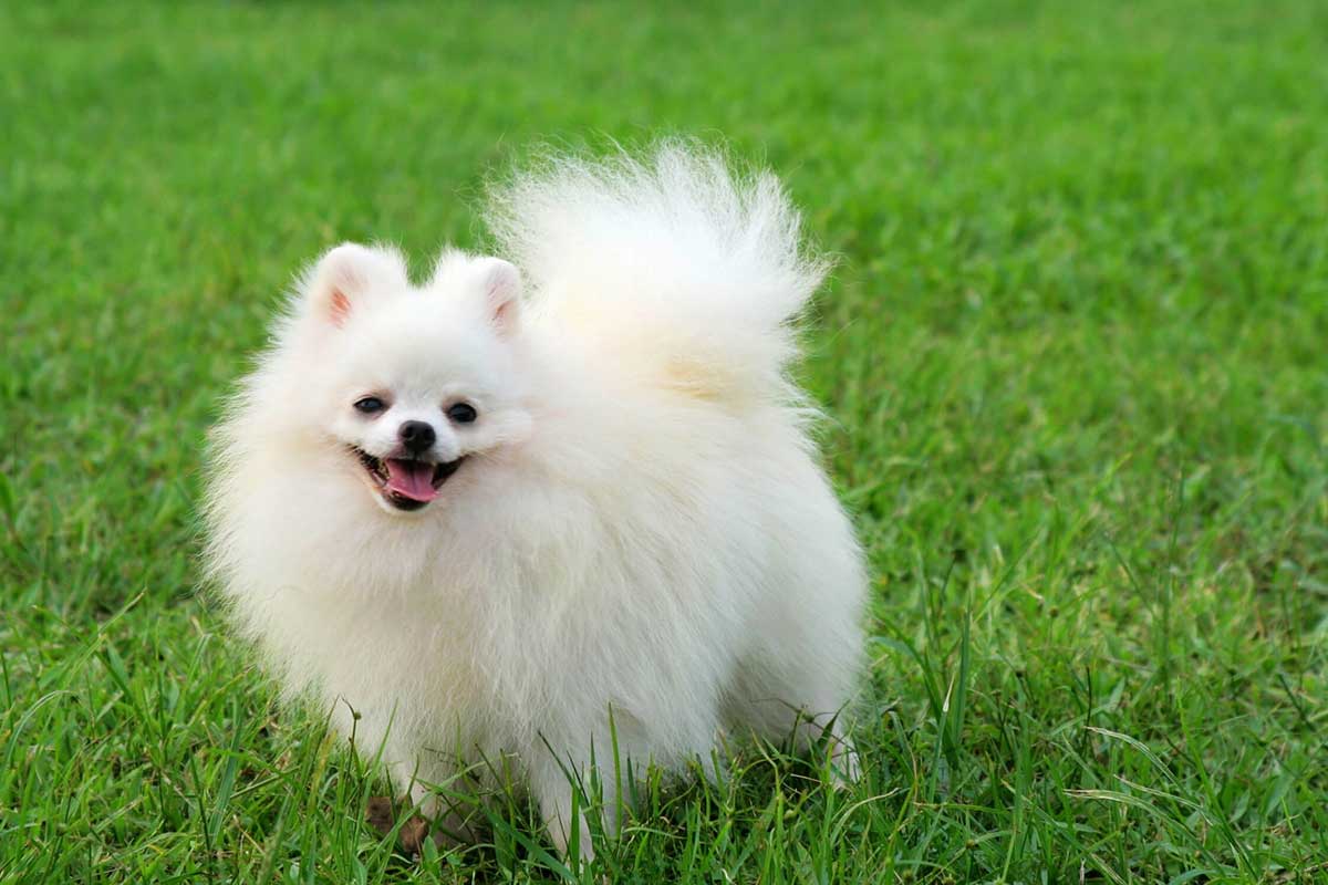 Con chó đẹp nhất - Pomeranian