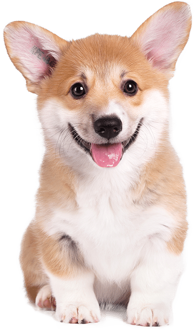 ưu đãi khi mua chó corgi