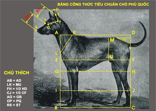 cách nhận biết chó phú quốc thuần chủng