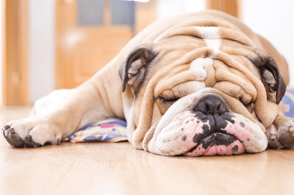 Chó Bulldog Anh