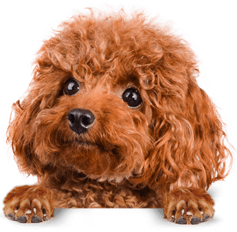 bảng giá poodle