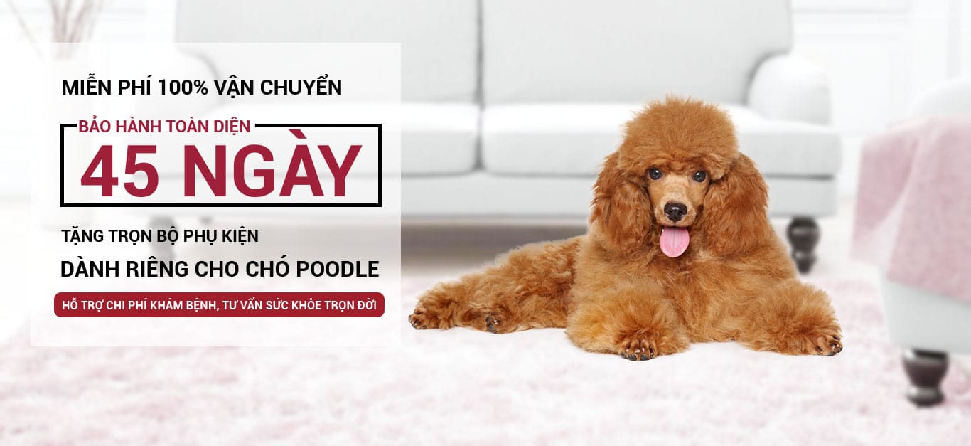 banner poodle desktop