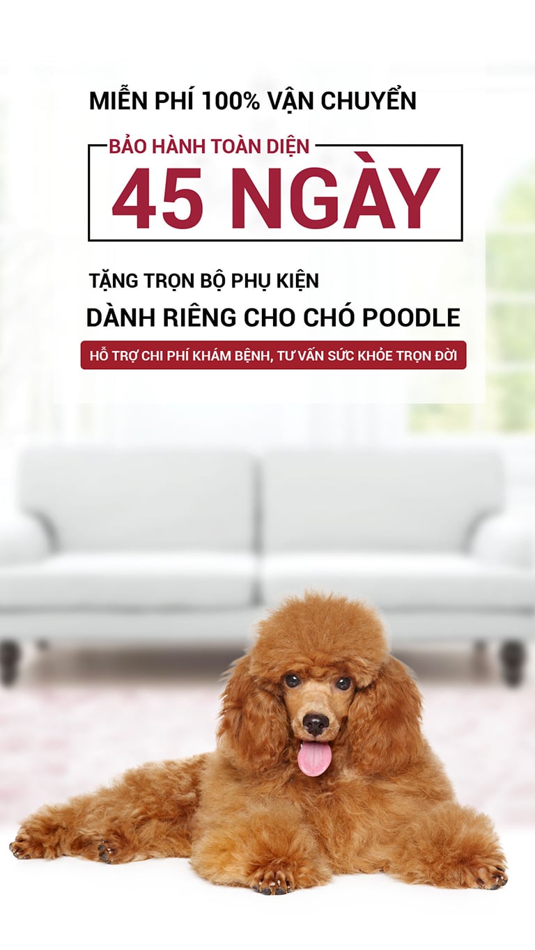 banner poodle mobile