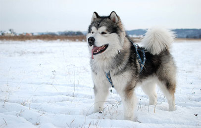chó alaska thông minh nhanh nhẹn