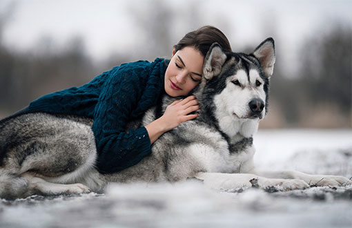 chó alaska trung thành tuyệt đối