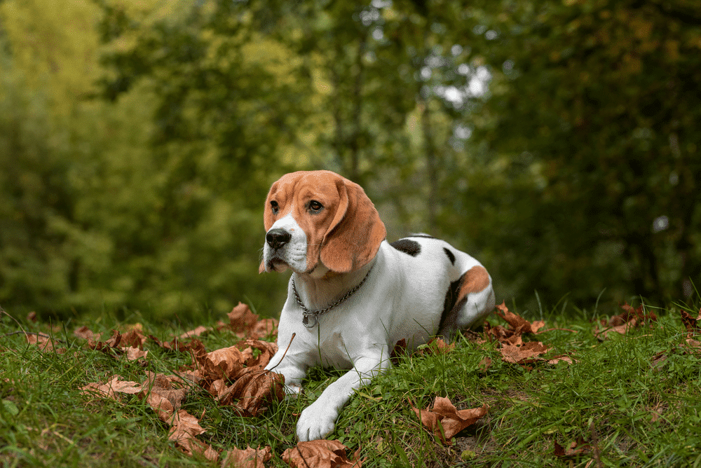 Chó Beagle