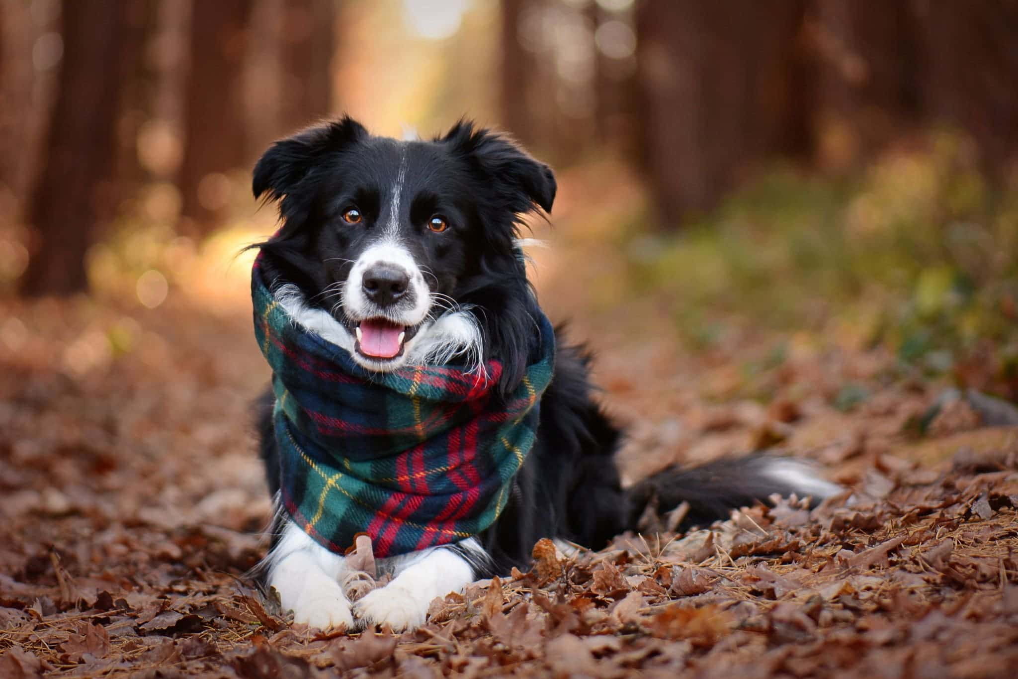 Chó border collie