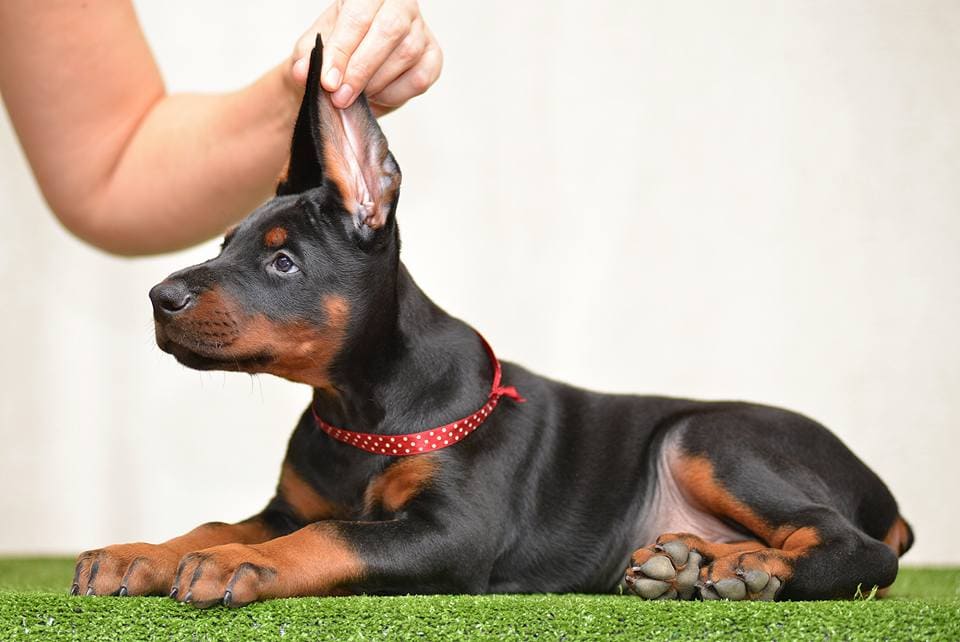 Chó doberman pinscher