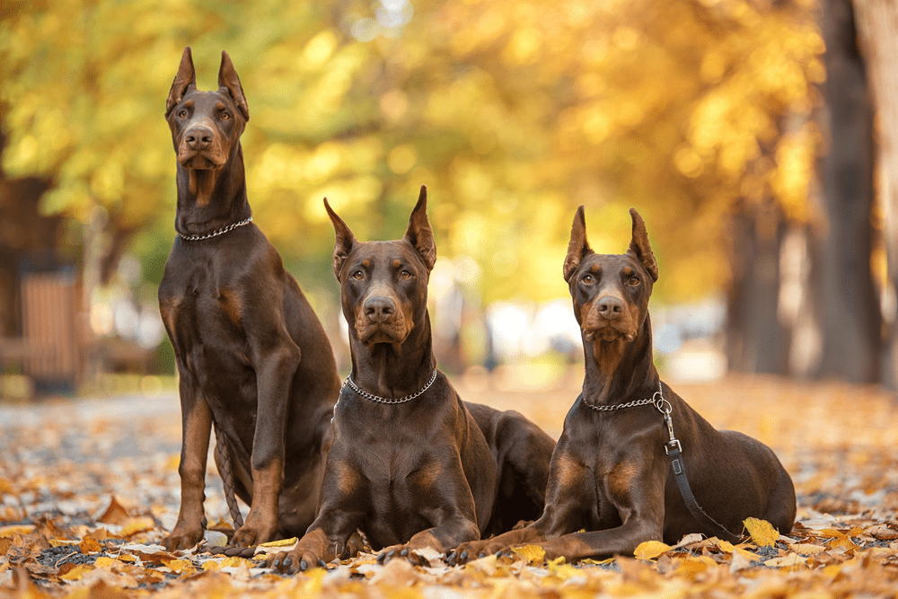 Chó doberman pinscher