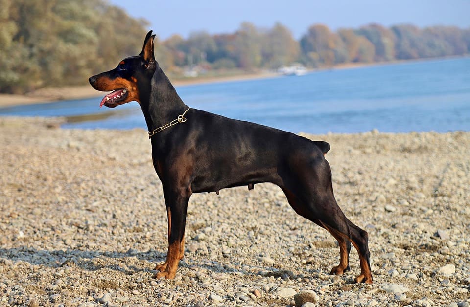 Chó doberman pinscher