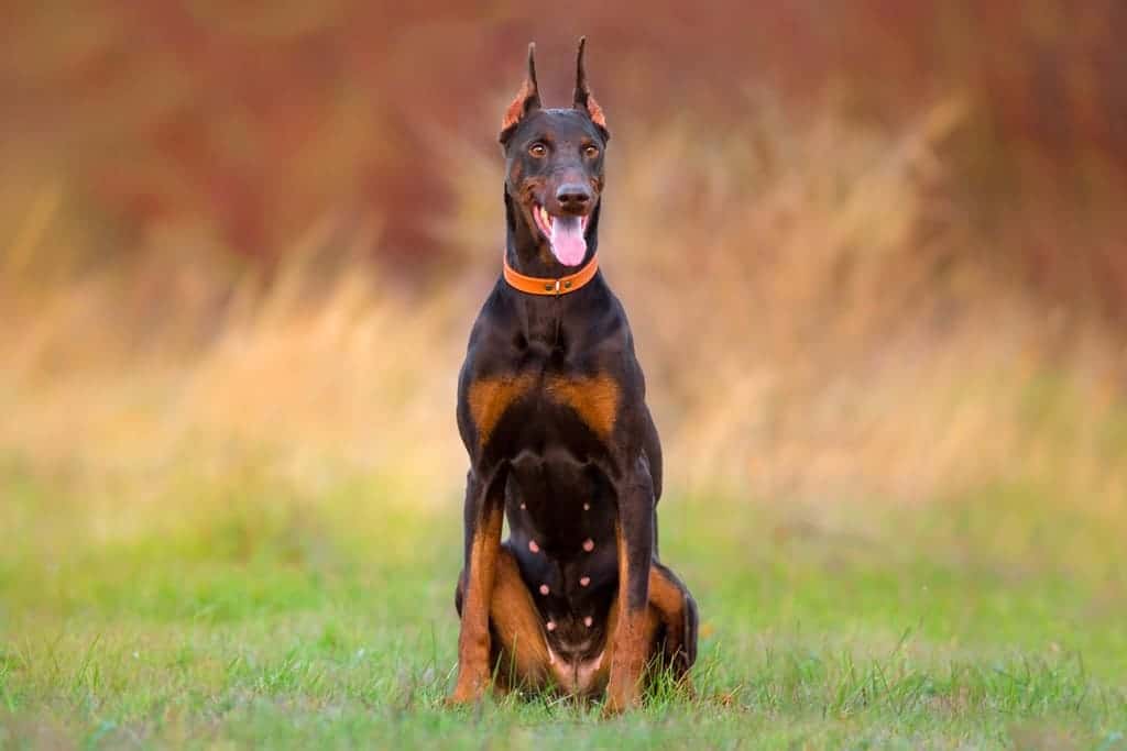 Chó doberman pinscher