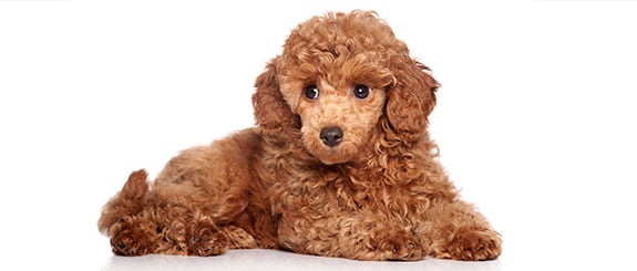 chó poodle không rụng lông