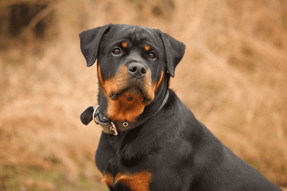 Trại Nhân Giống Chó Rottweiler Thuần Chủng