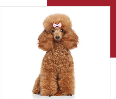 dòng mini poodle