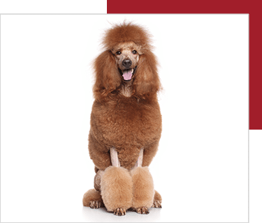 dòng standard poodle