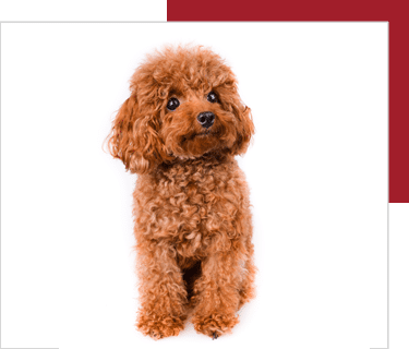 dòng toy poodle