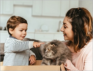 mèo anh nhẹ nhàng tình cảm