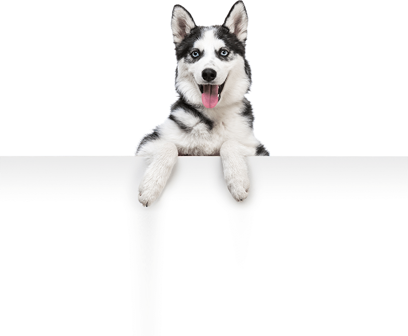 Bảng giá Husky