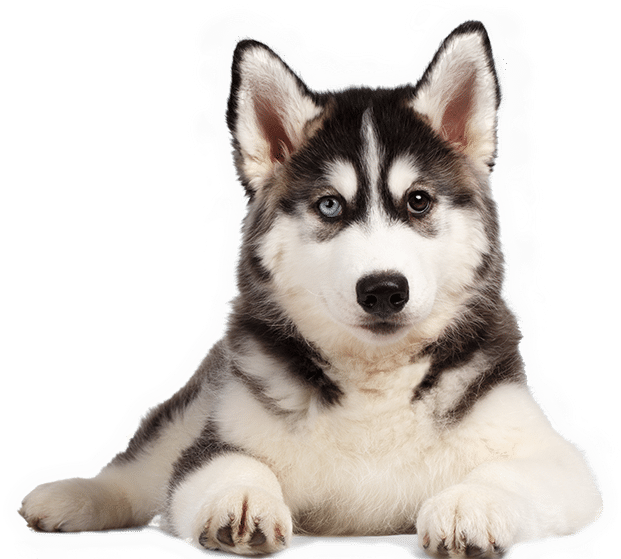 Chó Husky