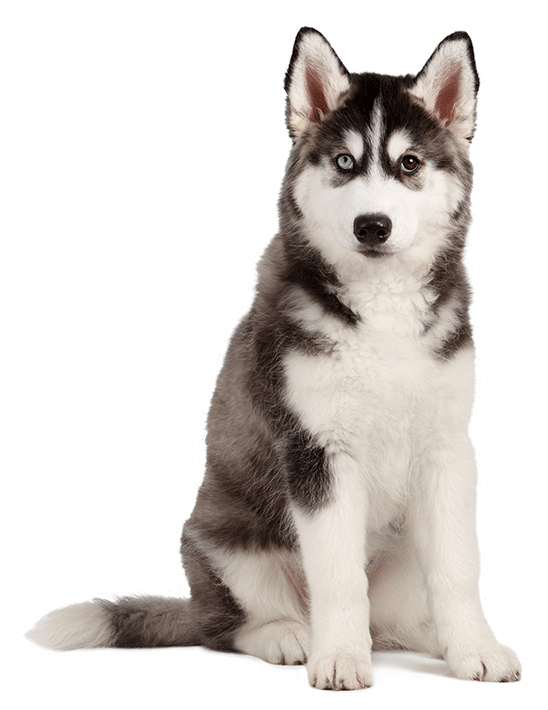 Đặc điểm chó Husky