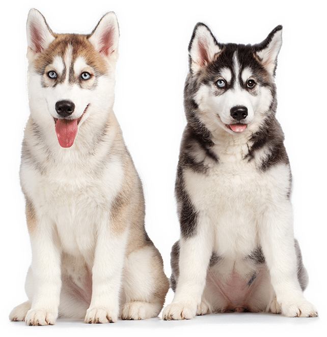 Lưu ý khi chọn Husky