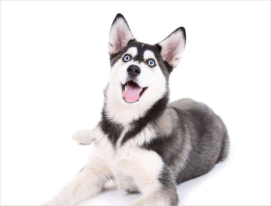 Lý do chọn mua Husky