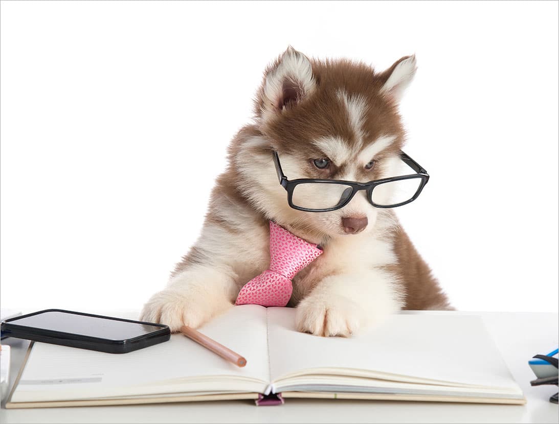 Lý do chọn mua Husky