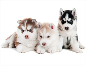 Lý do chọn mua Husky