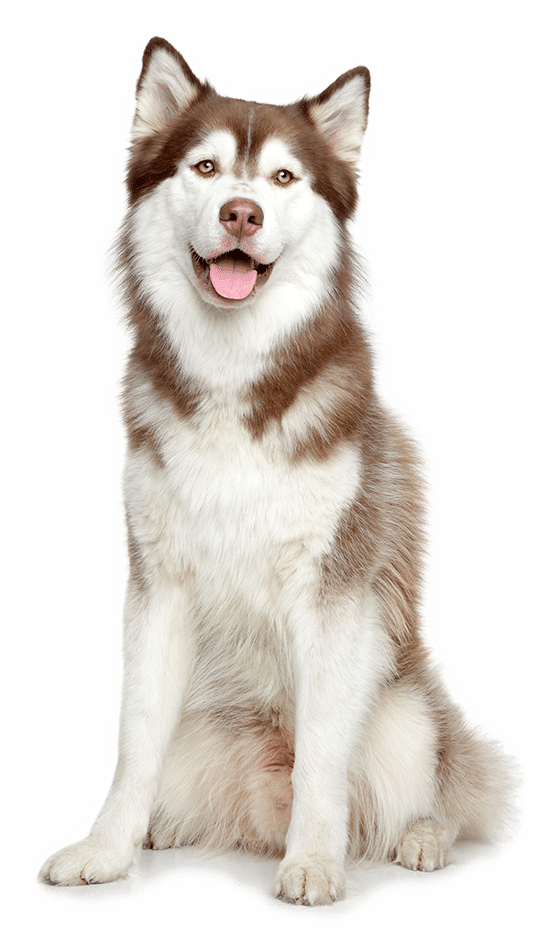 Nuôi dạy Husky