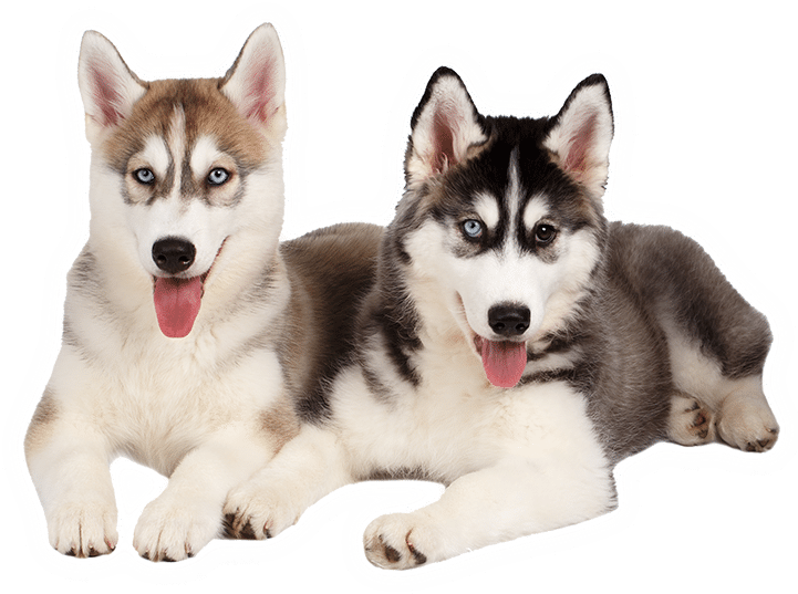 Ưu đãi khi mua chó Husky