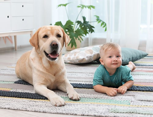 chó labrador hiền lành thân thiện
