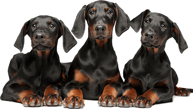 Đặc điểm chó Doberman