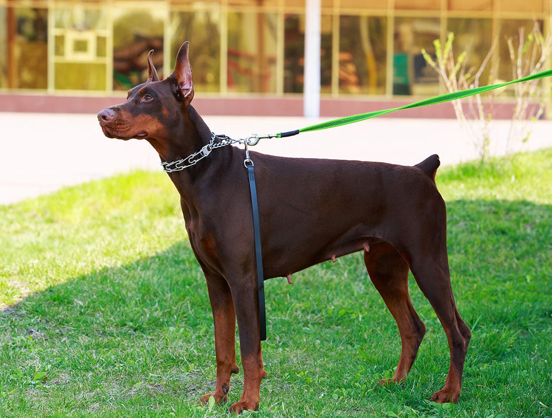 Chó Doberman rất trung thành