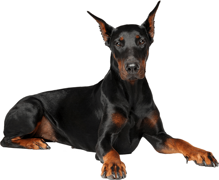 Lưu ý khi nuôi dạy Doberman