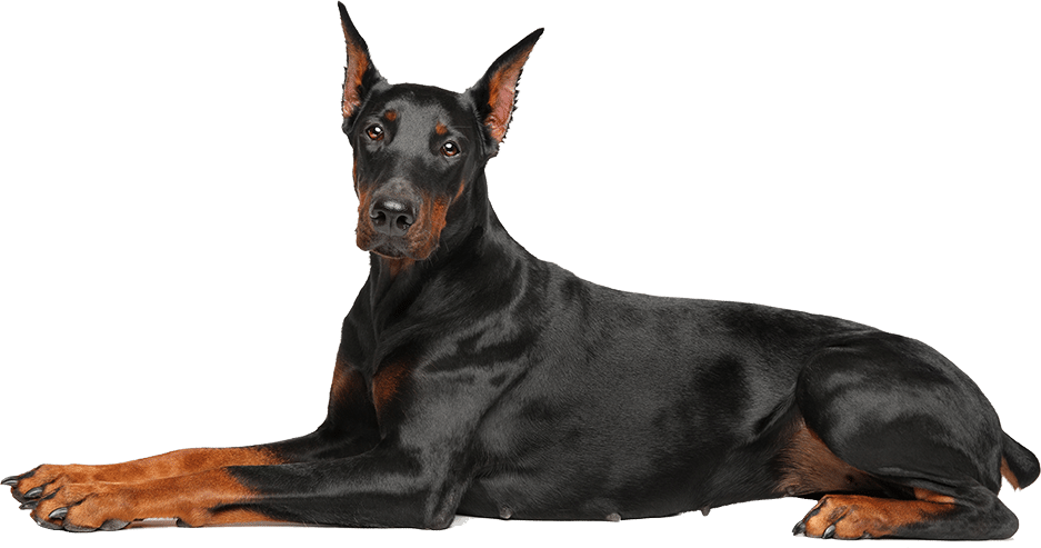 Lưu ý khi mua chó Doberman