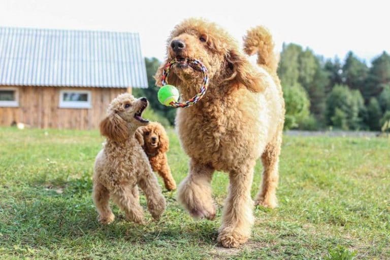 huấn luyện chó poodle