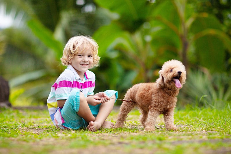 Poodle rất thân thiện với trẻ con