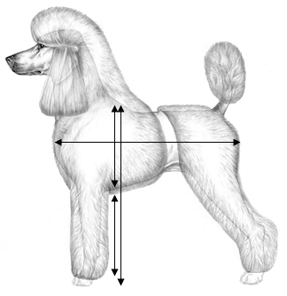 Tiêu chuẩn ngoại hình Poodle