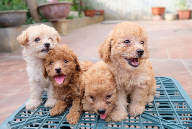làm giàu từ nuôi chó cảnh