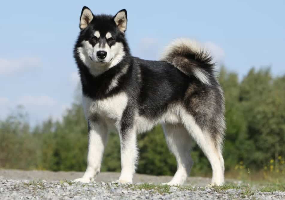 Chó Alaska đen trắng