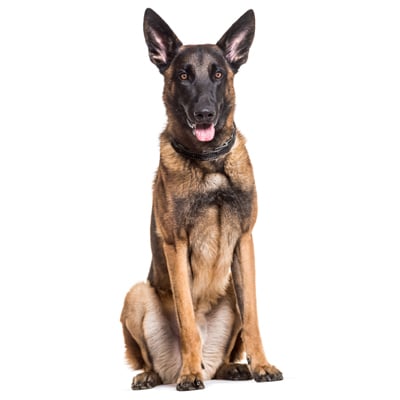 Bán Chó Béc Bỉ Malinois Thuần Chủng - Bảo Hành 365 Ngày