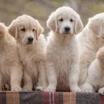 Golden Retriever Vàng Kim