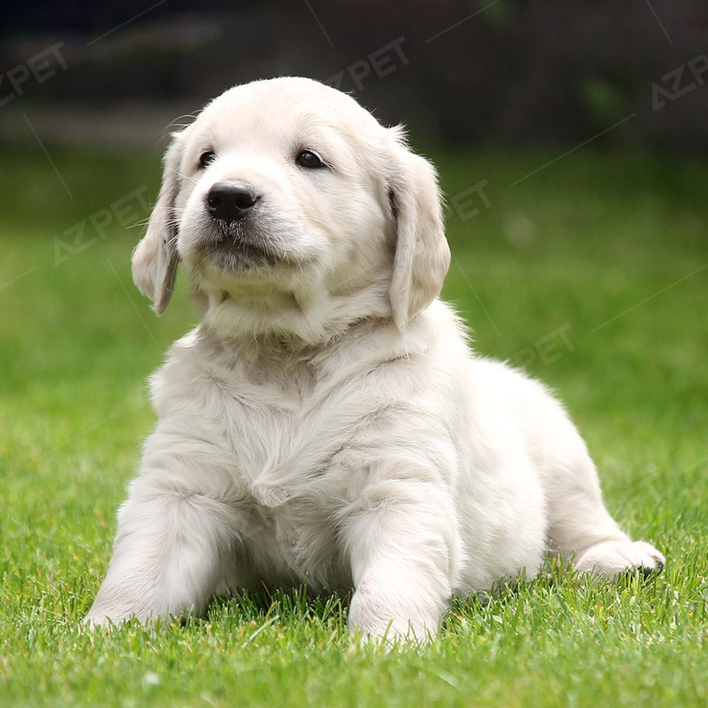 Golden Retriever Vàng Kim