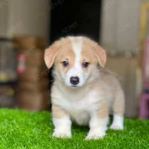 Corgi Trắng Vàng