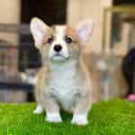 Corgi Trắng Vàng