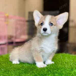 Corgi Trắng Vàng